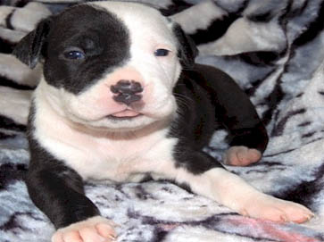 piebald Pit Bull puppy pictures 14