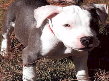 piebald Pit Bull puppy pictures 15