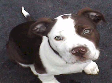 piebald Pit Bull puppy pictures 16