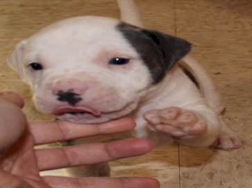 piebald Pit Bull puppy pictures 17