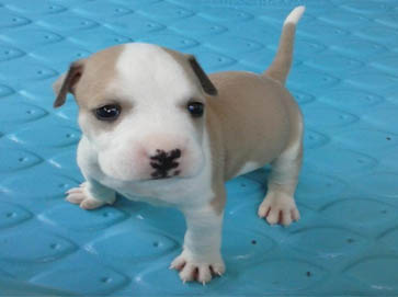 piebald Pit Bull puppy pictures 2