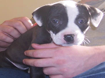 piebald Pit Bull puppy pictures 3