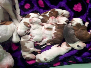 piebald Pit Bull puppy pictures 4