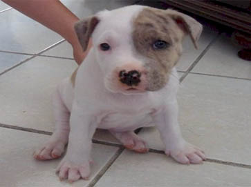 piebald Pit Bull puppy pictures 5