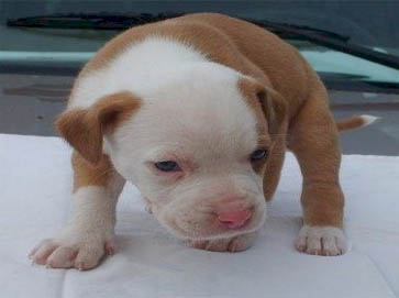 piebald Pit Bull puppy pictures 6