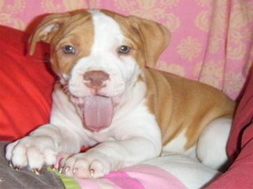piebald Pit Bull puppy pictures 7
