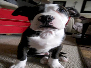 piebald Pit Bull puppy pictures 8