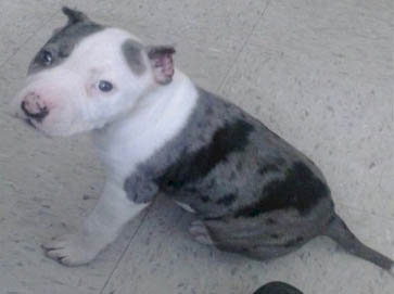 piebald Pit Bull puppy pictures 9