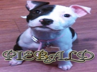 Piebald Pit Bull puppy pictures