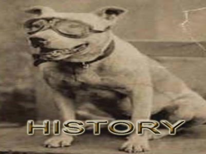 Pit Bull history