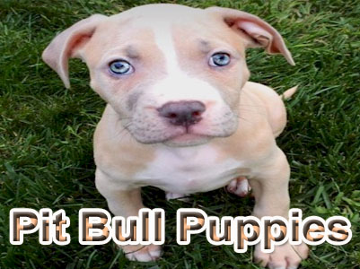 Pit Bull puppy pictures