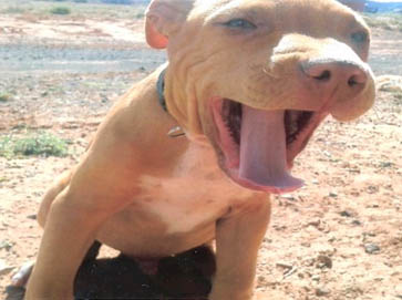red Pit Bull pictures 10
