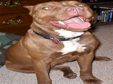 red Pit Bull pictures 11