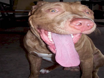red Pit Bull pictures 12
