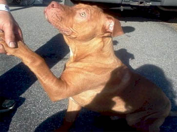 red Pit Bull pictures 14