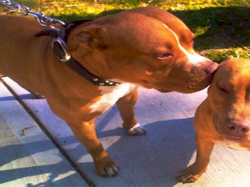 red Pit Bull pictures 15