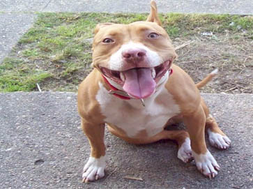 red Pit Bull pictures 16