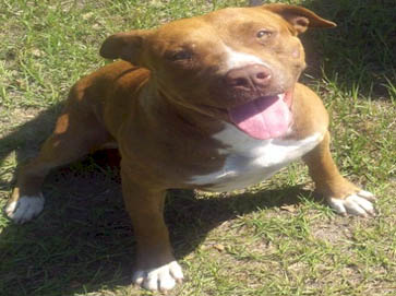 red Pit Bull pictures 5