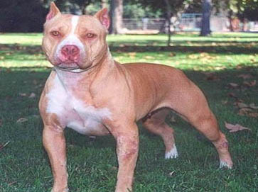 red Pit Bull pictures 9
