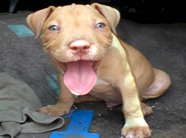 red Pit Bull puppy pictures 1