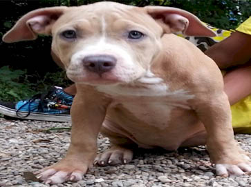 red Pit Bull puppy pictures 11