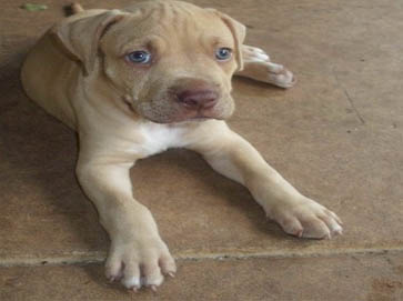 red Pit Bull puppy pictures 12