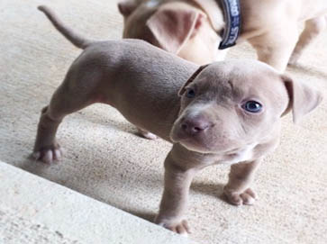 red Pit Bull puppy pictures 13