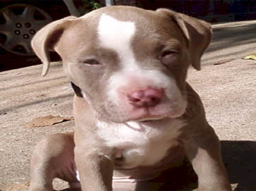 red Pit Bull puppy pictures 14