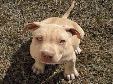 red Pit Bull puppy pictures 15