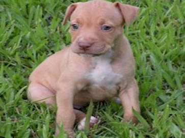 red Pit Bull puppy pictures 16