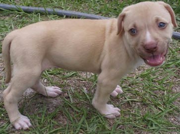 red Pit Bull puppy pictures 18