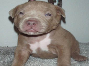 red Pit Bull puppy pictures 4