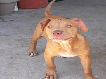 red Pit Bull puppy pictures 6