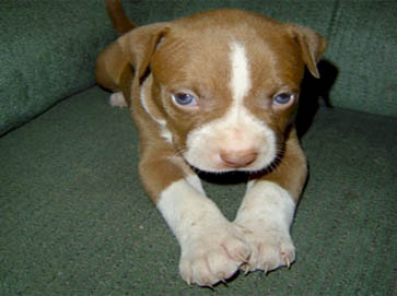 red Pit Bull puppy pictures 7