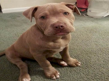 red Pit Bull puppy pictures 8