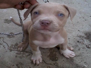 red Pit Bull puppy pictures 9