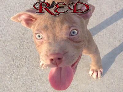 Red Pit Bull puppy pictures