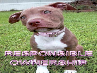 responsible Pit Bull oownership