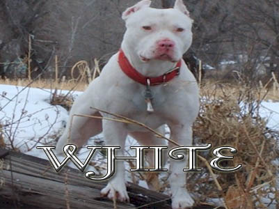 White Pit Bull Pictures