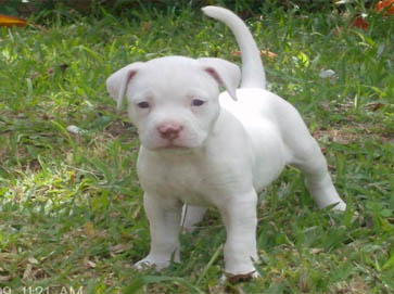 white Pit Bull puppy pictures 1