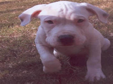 white Pit Bull puppy pictures 10