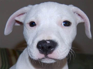 white Pit Bull puppy pictures 11