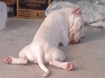 white Pit Bull puppy pictures 12