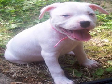 white Pit Bull puppy pictures 13