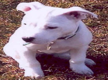 white Pit Bull puppy pictures 14
