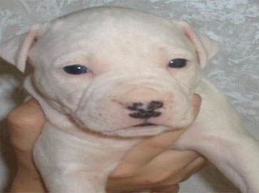 white Pit Bull puppy pictures 15