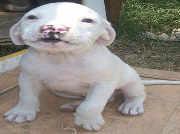 white Pit Bull puppy pictures 16