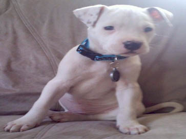 white Pit Bull puppy pictures 17