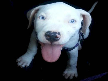 white Pit Bull puppy pictures 18