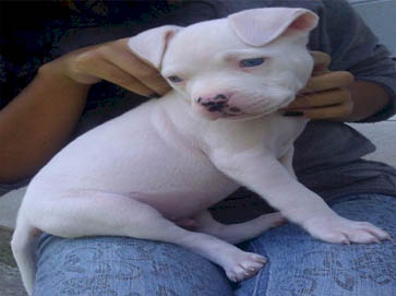 white Pit Bull puppy pictures 4